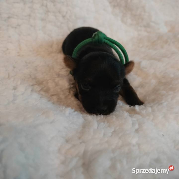 Szczenięta Yorkshire terrier do rezerwacji Dobrzejewice sprzedam