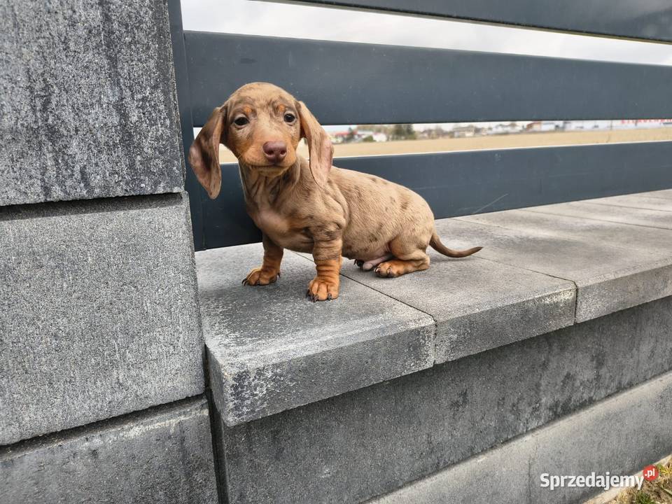 Jamnik Dackel dachshund choco merle Żychlin