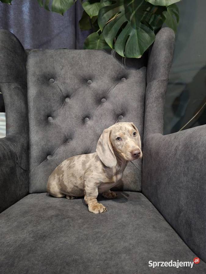 Jamnik lilac merle Jamnik Żyrardów