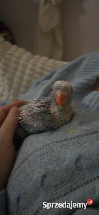 Aleksandrietta obrozna recznie karmiona