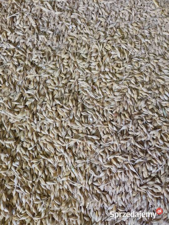 Jęczmień ozimy Stasin