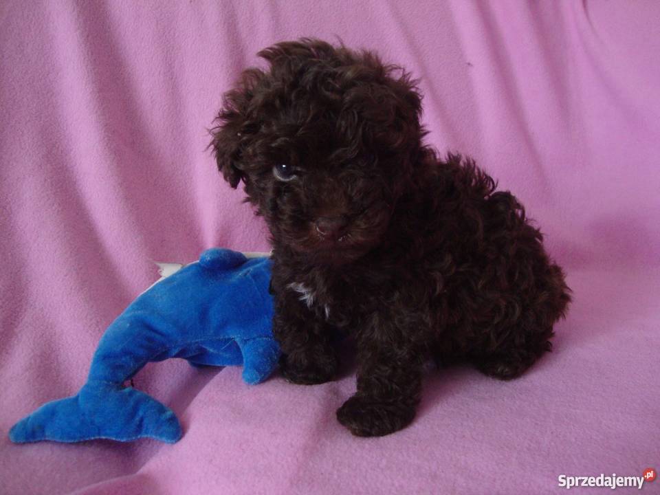 bolończyk kolorowy piesek czekoladowy Kościan