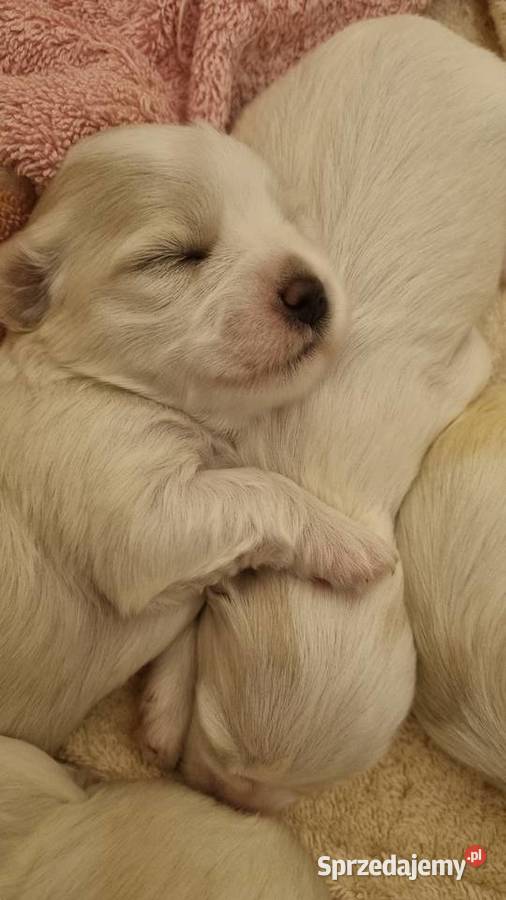 Szczeniaki szczenięta maltańczyki maltańczyk