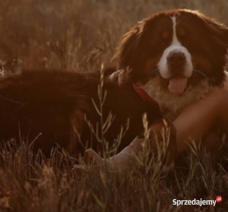 Masywna sunia Berneński Pies Pasterski Warszawa