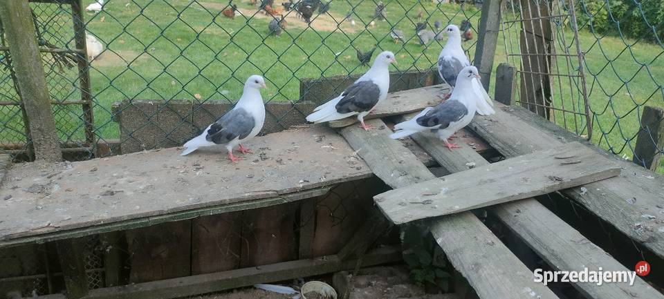 Orliki boki siwe Tokarówka