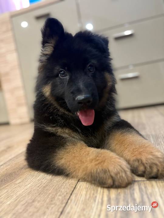Owczarek Niemiecki szczeniak śląskie Stara Huta sprzedam