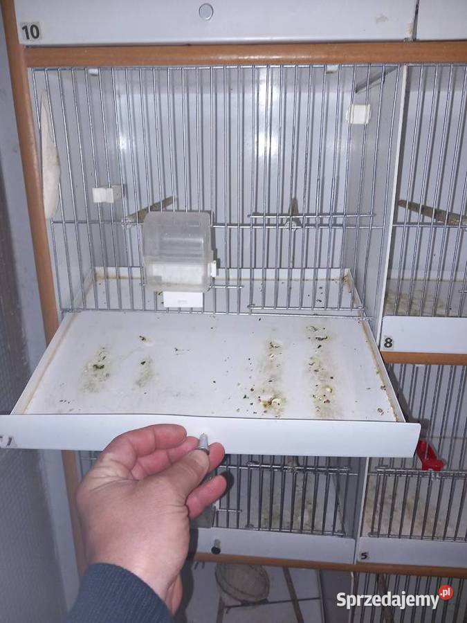 Regał na ptaki wielkopolskie Poznań