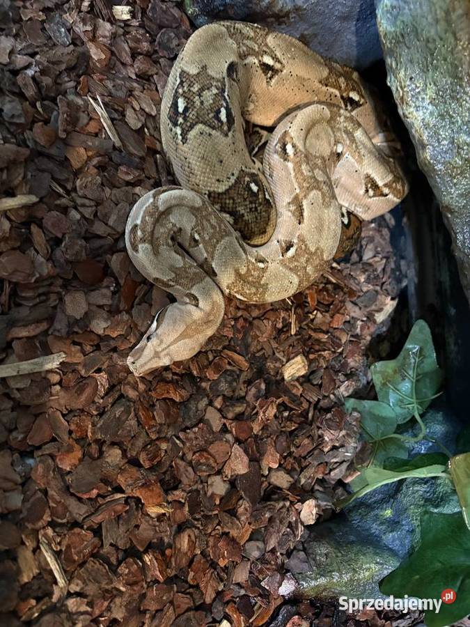 Wąż Boa cesarski Gady i płazy Warszawa