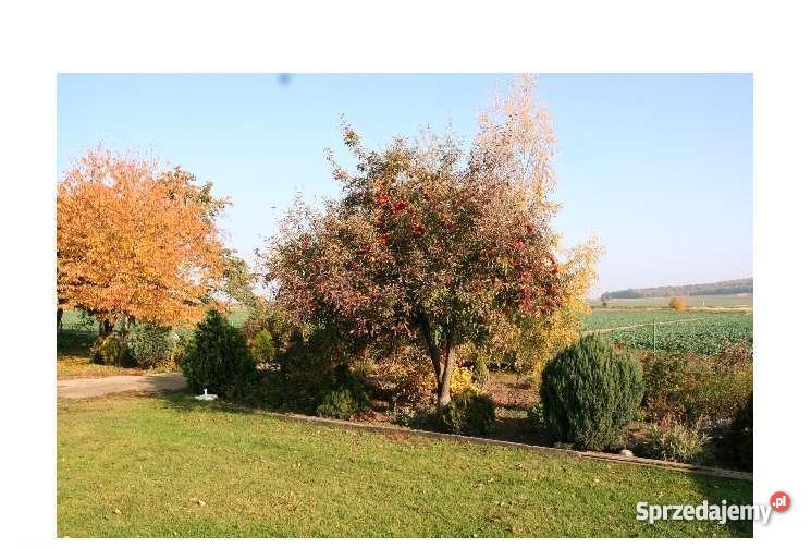 Domek na wsi z dużą działką pięknie położona dol Gniewków sprzedam