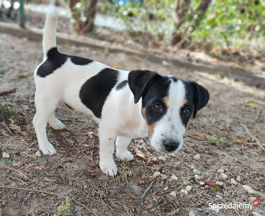 Piesek trikolor Jack Russell Terrier FCI Wrocław