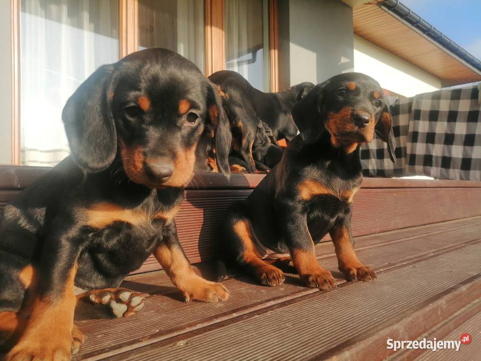 Szczeniaki Gończy słowacki kopov Jasło