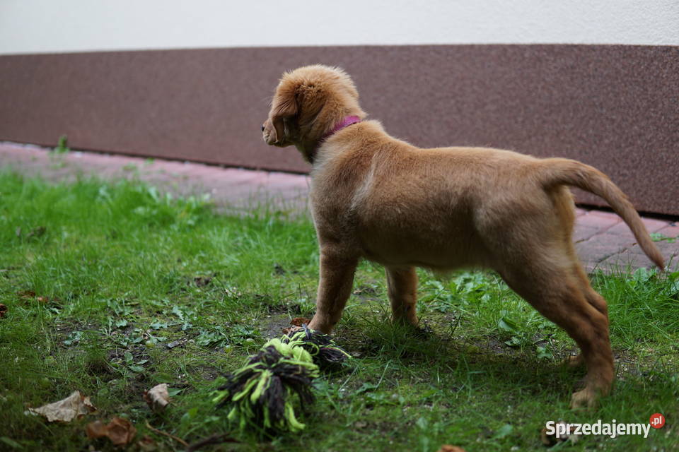 Szczeniak Golden Retriever Rzeszów