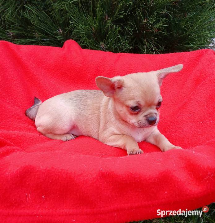 Piękny piesek chihuahua