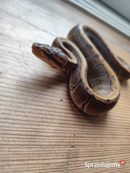 Wąż samiczka Pinstripe mloda Pruszków