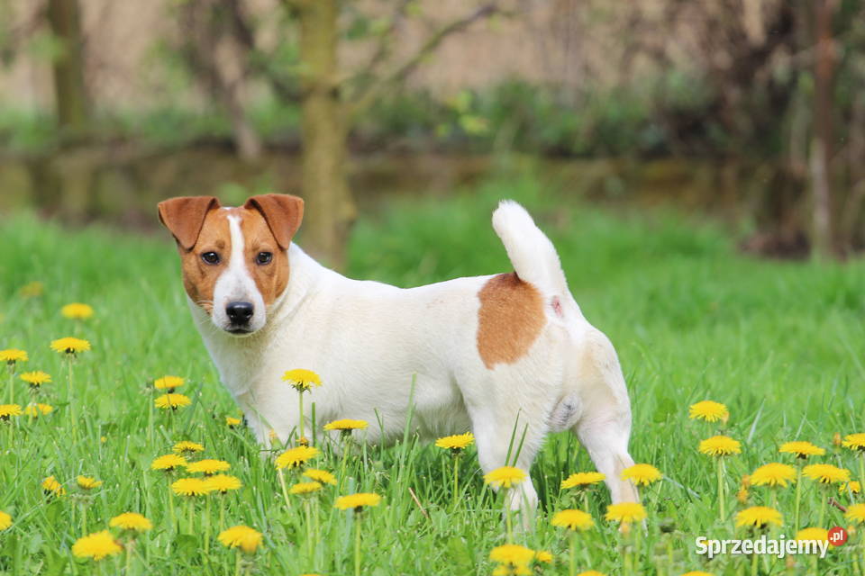 Jack Russell Terrier krótkowłosy małopolskie Delastowice