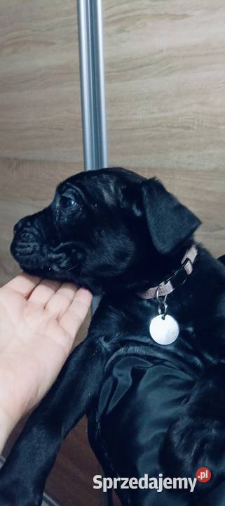 Pieski cane corso Cane Corso mazowieckie Radom sprzedam