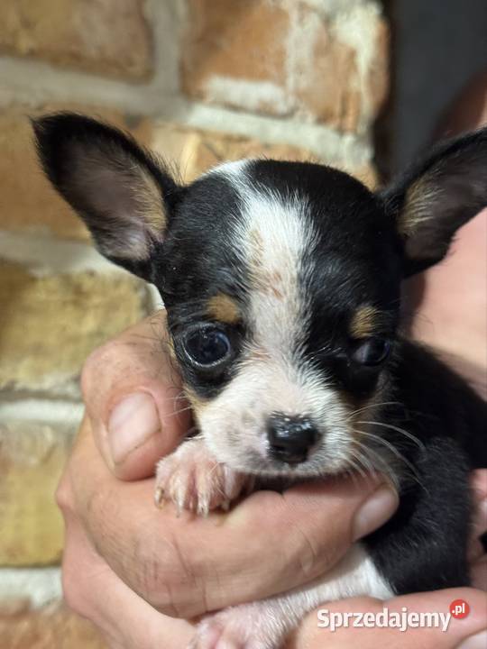 Chihuahua XXS maleńki skarb na czterech łapkach