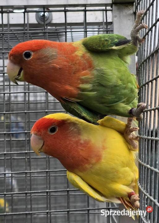 Nierozłączka czerwonoczelna młoda do oswojenia i Wrocław