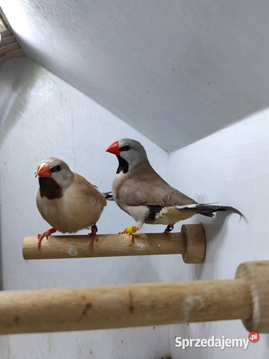 Amadyna ostrosterna para Astryld Astryldy Myślenice sprzedam