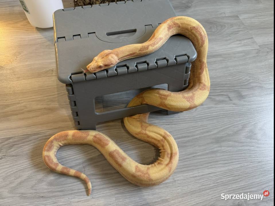 Boa Imperator Sunglow Kahl kujawsko-pomorskie Bydgoszcz
