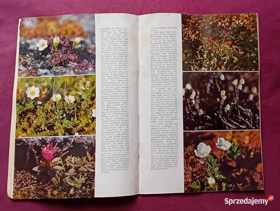 Miesiecznik popularnonaukowy Kosmos Niemcy 4 Koźminek