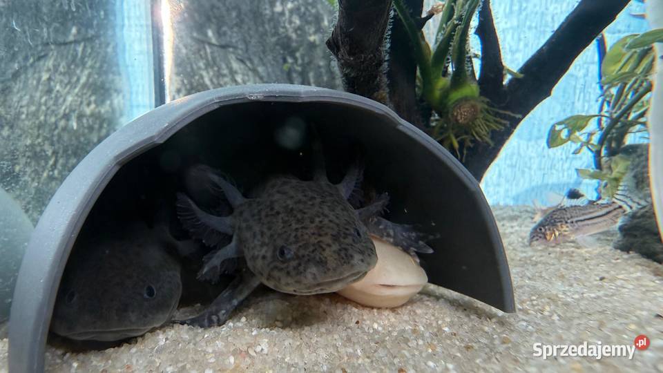 Axelotle salamandra akselotl Mikołów