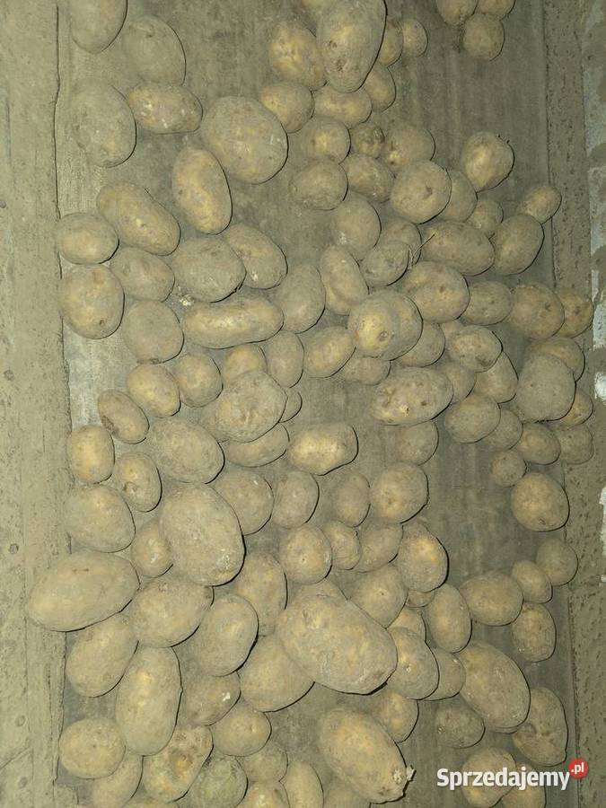 Sprzedam ziemniaki Rośliny okopowe Zubowice