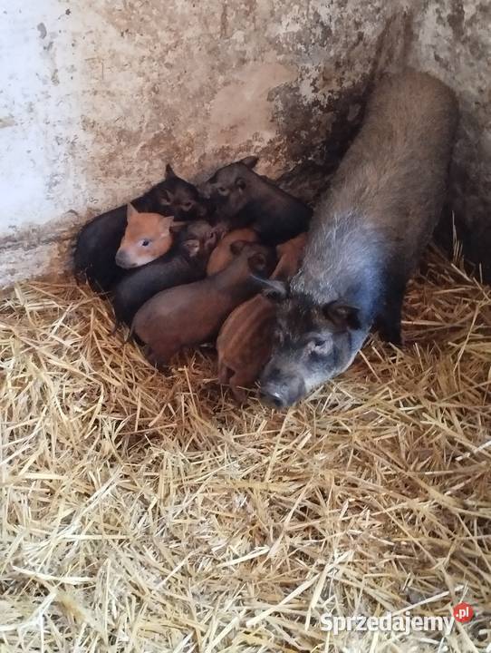 Świnki wietnamki Winowno