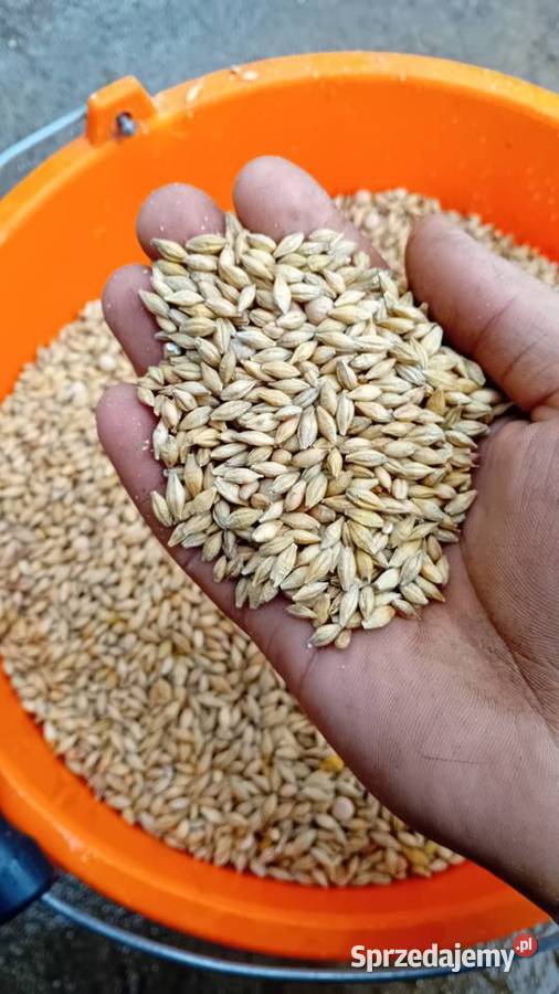 Jęczmień ozimy około 3t Zboża Stary Solec