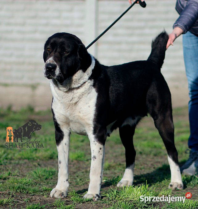 Owczarek Środkowoazjatycki zapowiedź miotu Konin sprzedam