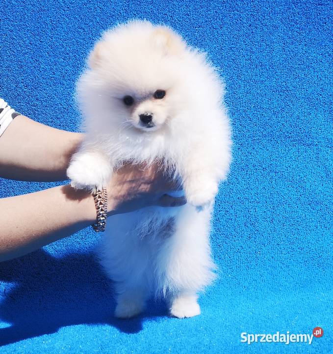 Szpic Miniaturowy Pomeranian sliczne szczenieta Gdańsk sprzedam