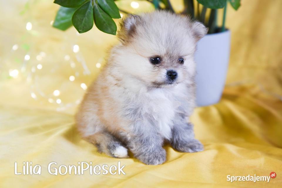 Pomeranian Szpic Miniaturowy Dłutów