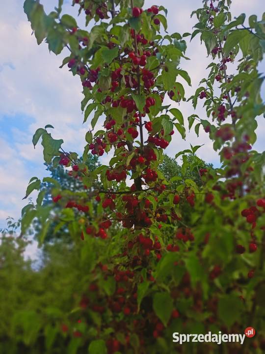 Dereń jadalny owoce podkarpackie Lubaczów sprzedam