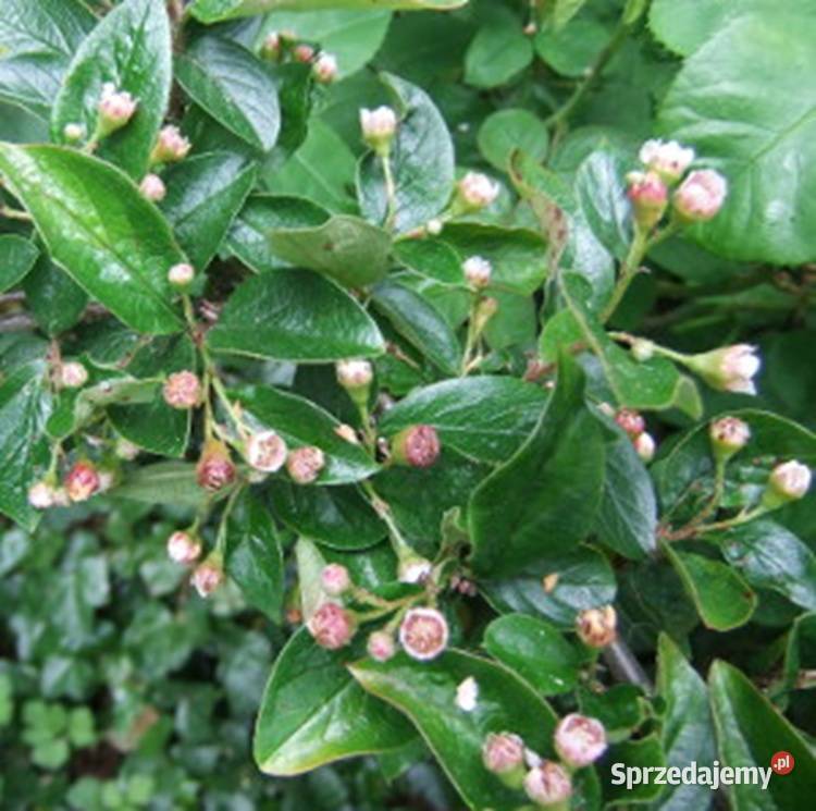 IRGA BŁYSZCZĄCA Cotoneaster lucidus NASIONA 500 kujawsko-pomorskie