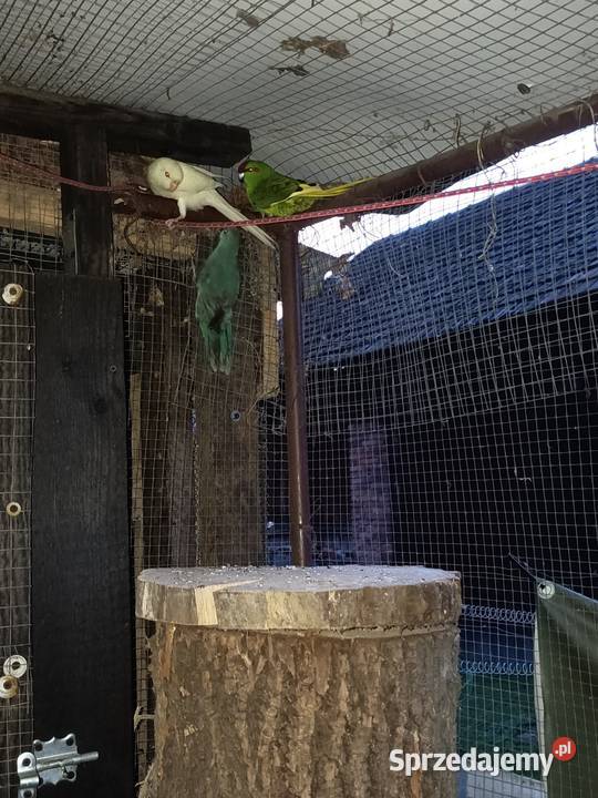 Modrolotka małopolskie