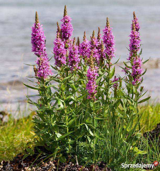 HIT Krwawnica pospolita Idealna do każdego Poznań
