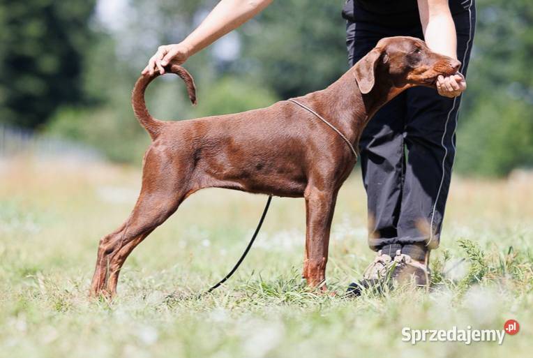 Doberman suczka brązowa podpalana ZKwPFCI lubuskie Gorzów Wielkopolski
