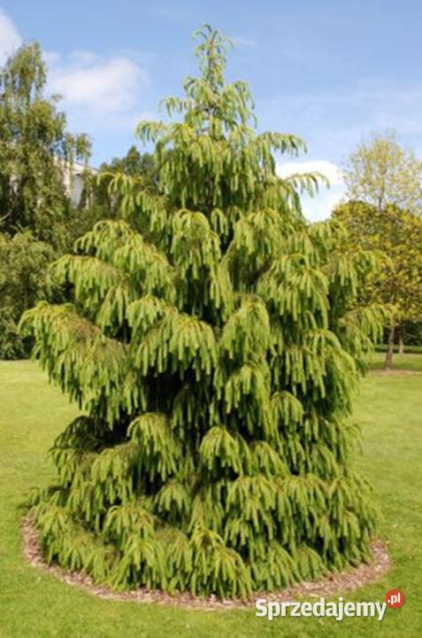 ŚWIERK HIMALAJSKI Picea smithiana NASIONA 7000