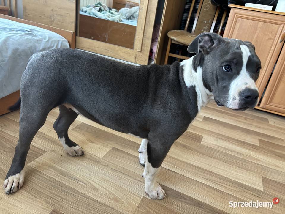 Suczka Amstaff blue American Staffordshire lubelskie Załawcze