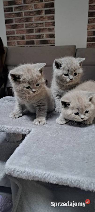 Kocięta brytyjskie liliowe z rodowodem dolnośląskie Wrocław