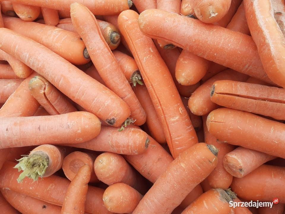Marchew paszowa Czarnocin sprzedam