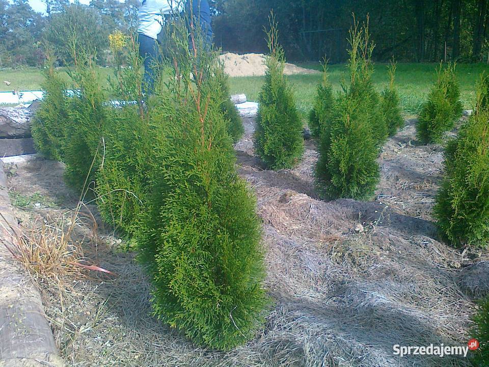 Thuja Szmaragd tyja 80 Poznań Rośliny