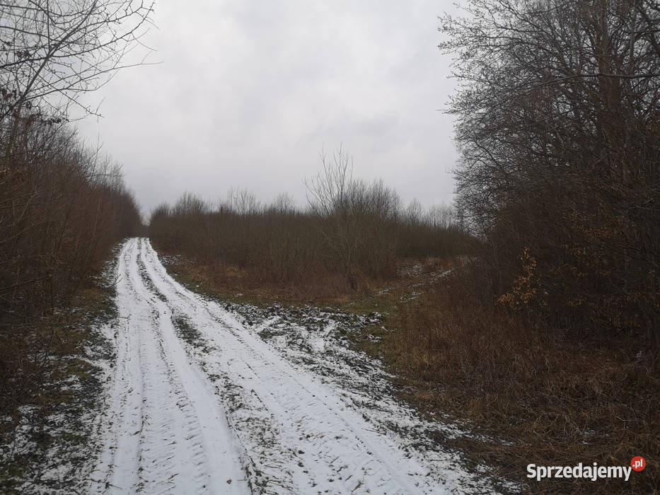 Działka 4265 w Pręgowie Górnym Pręgowo Dolne