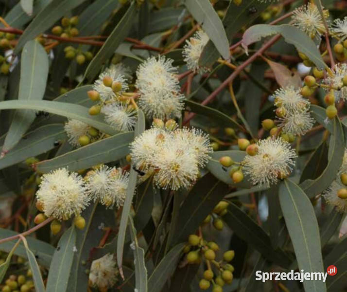 GUMA RZECZNA Eucalyptus camaldulensis NASIONA Lubanie sprzedam