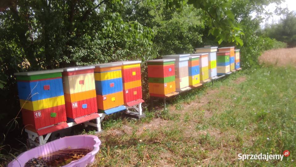Rodziny pszczele z ulami Ciechanów