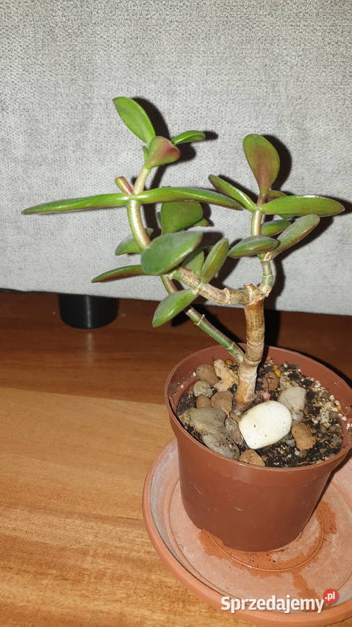 Grubosz crassula drzewko szczęścia 2 sprzedam