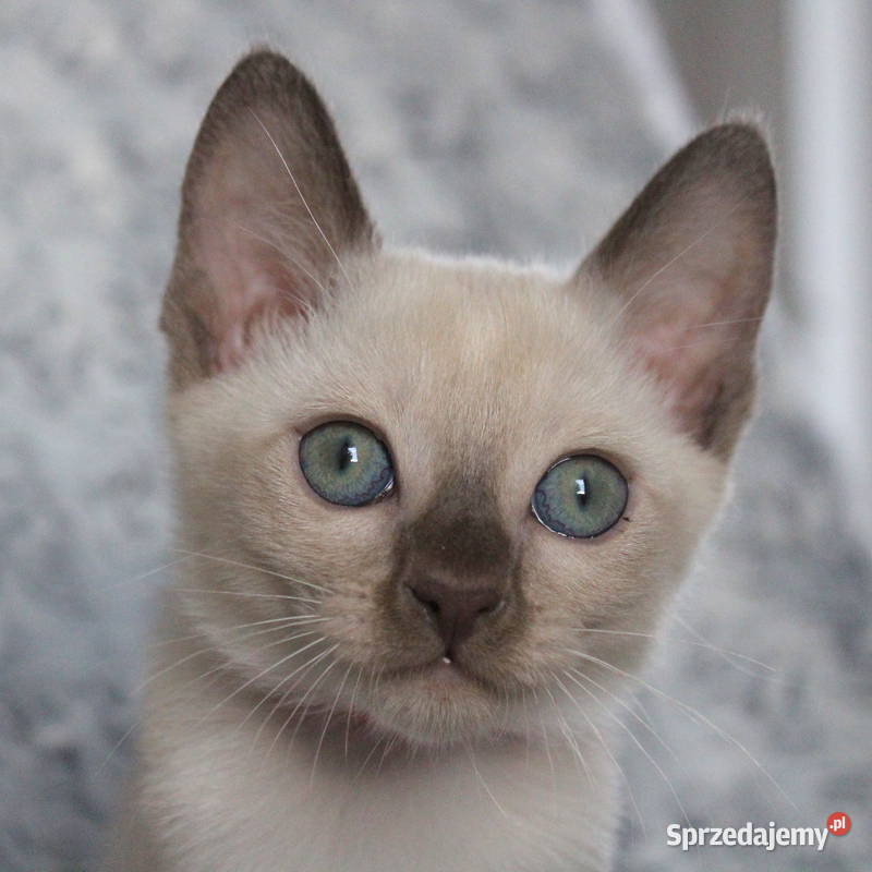 Kocięta tonkijskie kot tonkijski hodowla Zona Pozostałe