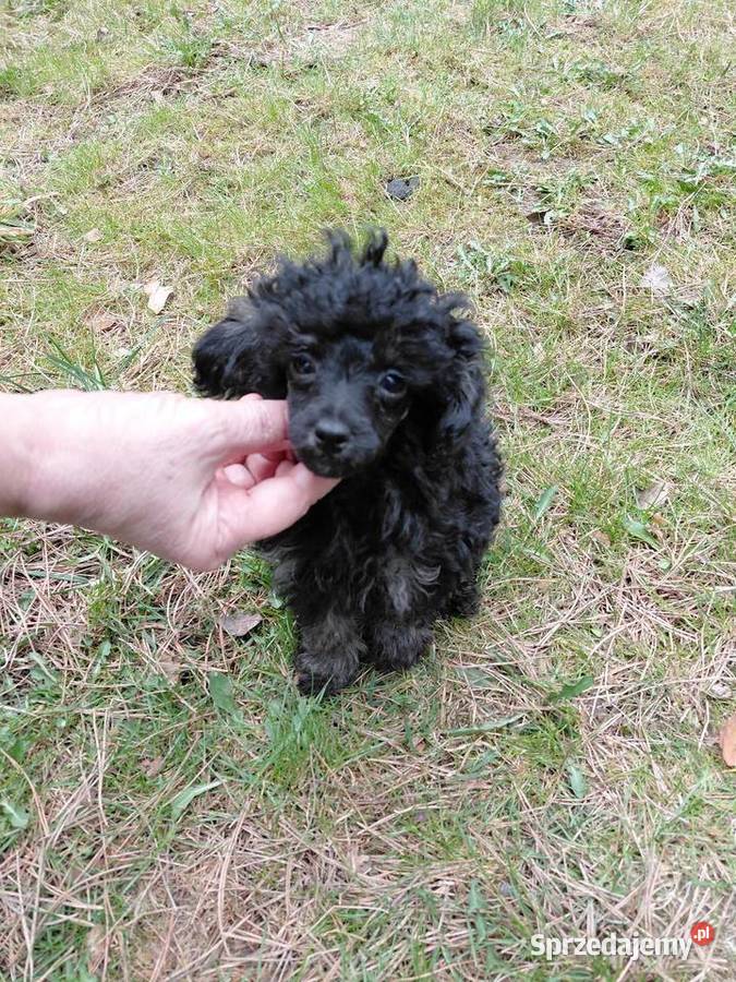 Pudel toy suczka phantom Wyszków