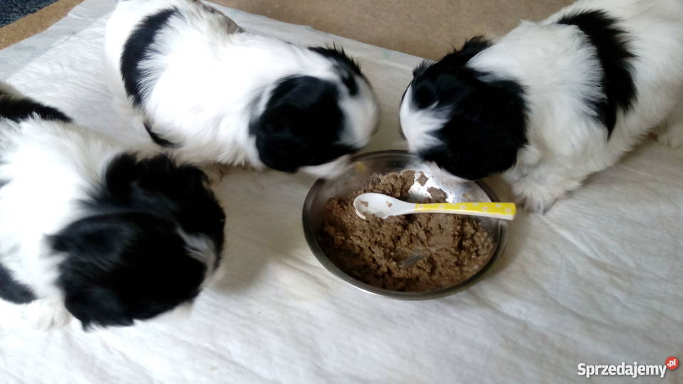 shihtzu DO 4
