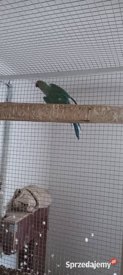 Aleksandrette obrożną kobalt turkus głowa ogon